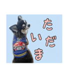 チワワのさーくん.（個別スタンプ：10）