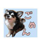 チワワのさーくん.（個別スタンプ：11）