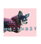 チワワのさーくん.（個別スタンプ：12）