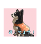 チワワのさーくん.（個別スタンプ：14）