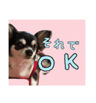 チワワのさーくん.（個別スタンプ：15）