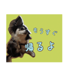 チワワのさーくん.（個別スタンプ：16）