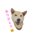 ポンポン ポン太（個別スタンプ：7）