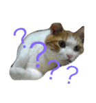フランソワ（個別スタンプ：16）