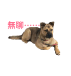 台湾犬ハリちゃん（個別スタンプ：14）