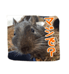 デグーのボタパキ（個別スタンプ：18）