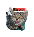 ねこの返事（個別スタンプ：10）