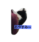 ねこの返事（個別スタンプ：12）