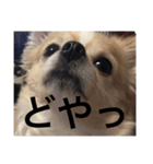 しあくん（個別スタンプ：5）