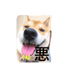 柴犬でアル⑥写真と漢字のコラボ（個別スタンプ：15）