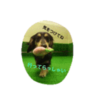 可愛いダックス3（個別スタンプ：3）