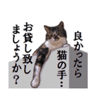 よく使う。めんちニャンの日常（個別スタンプ：29）