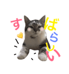 猫のクグロフ〜賛辞編〜（個別スタンプ：1）