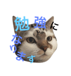 猫のクグロフ〜賛辞編〜（個別スタンプ：9）