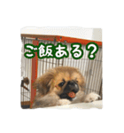 愛犬ボス2（個別スタンプ：11）