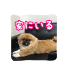 愛犬ボス2（個別スタンプ：15）