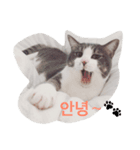 barocat 韓国（個別スタンプ：1）