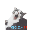 barocat 韓国（個別スタンプ：4）