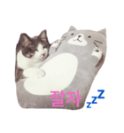 barocat 韓国（個別スタンプ：6）