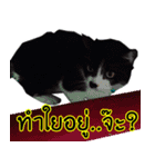 Willy cat's zaa with Friends.（個別スタンプ：16）