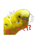 セイセイインコとサザナミインコ（個別スタンプ：1）