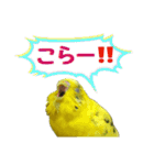 セイセイインコとサザナミインコ（個別スタンプ：7）