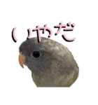 セイセイインコとサザナミインコ（個別スタンプ：13）