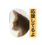 茶トラのバロン（個別スタンプ：6）