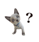 しゃおですねん。（個別スタンプ：15）