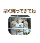 ナッツとチャムとチビの猫スタンプ家族用（個別スタンプ：13）