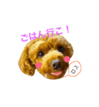 トイプードルのがじゅちゃん2（個別スタンプ：3）