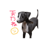 イタグレロディのスタンプ第2弾（個別スタンプ：14）