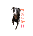 イタグレロディのスタンプ第2弾（個別スタンプ：16）