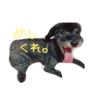 かしすくん。（個別スタンプ：2）