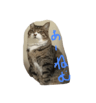 猫猫猫猫猫可愛いでしょ？（個別スタンプ：6）