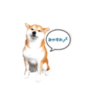 柴犬の楓さん（個別スタンプ：1）