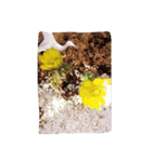 稜捷の花（個別スタンプ：22）