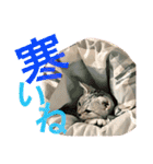 こむぎとこまち 2（個別スタンプ：17）