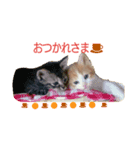 おから・もずく（個別スタンプ：1）