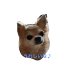 おれ、ちわわのぽてち（個別スタンプ：2）