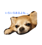 おれ、ちわわのぽてち（個別スタンプ：3）