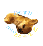 おれ、ちわわのぽてち（個別スタンプ：18）