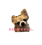 おれ、ちわわのぽてち（個別スタンプ：20）