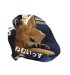 おれ、ちわわのぽてち（個別スタンプ：22）