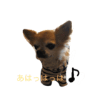 おれ、ちわわのぽてち（個別スタンプ：36）