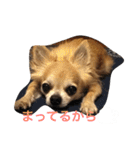 おれ、ちわわのぽてち（個別スタンプ：38）