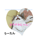 可愛いペット うーたん（個別スタンプ：1）