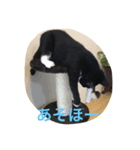 小五郎（個別スタンプ：1）