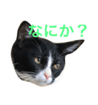 小五郎（個別スタンプ：3）