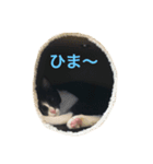 小五郎（個別スタンプ：5）